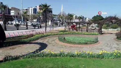 Ordu'da park ve bahçeler mor-beyaza büründü