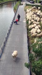 Ces moutons ont emprunté le mauvais chemin