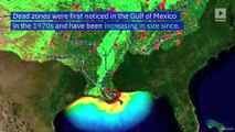 Gulf of Mexico to Possibly Experience Largest Dead Zone in History