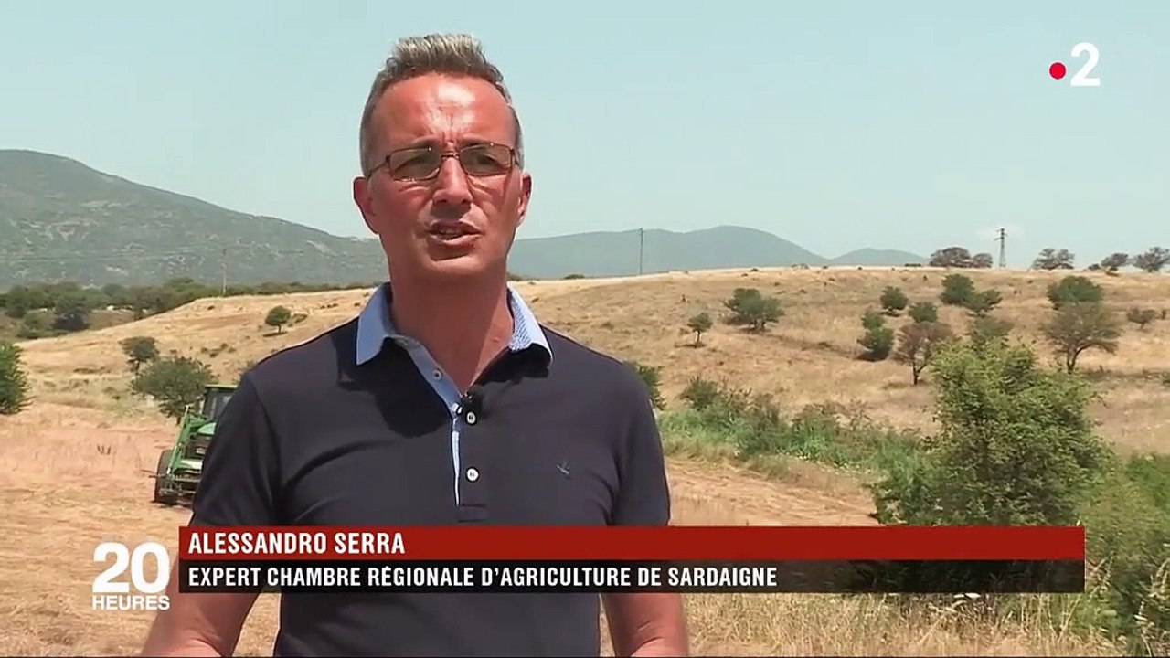 Italie : des millions de sauterelles ravagent les champs de Sardaigne