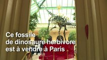 Le squelette d'un cousin du Diplodocus mis aux enchères à Paris