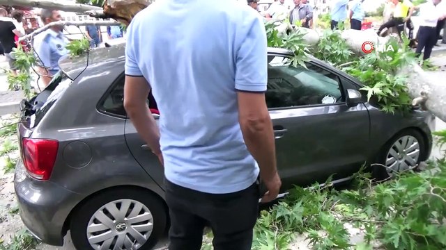 Fırtınada asırlık çınar otomobilin üzerine devrildi