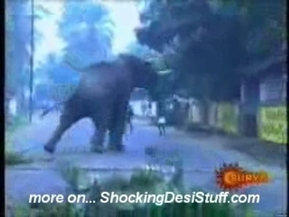 Indian elephant goes crazy