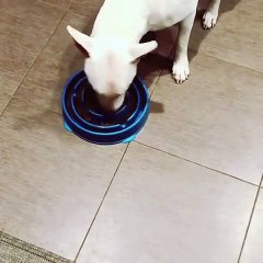 Chien glouton vs Gamelle anti-glouton