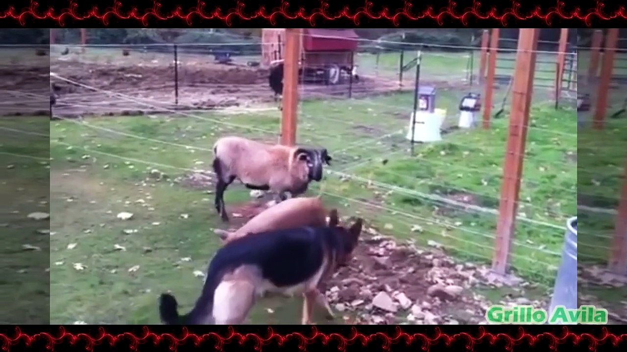 Animales Troleando Cabras y Cabras Troleando Animales Cabras Y Ovejas Locas #3