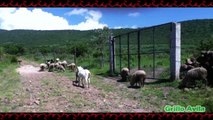 Chivo vs Borrego y Chivo vs Chivo, Peleas por Instinto o por Hembras - Cabras Y Ovejas Locas  #7