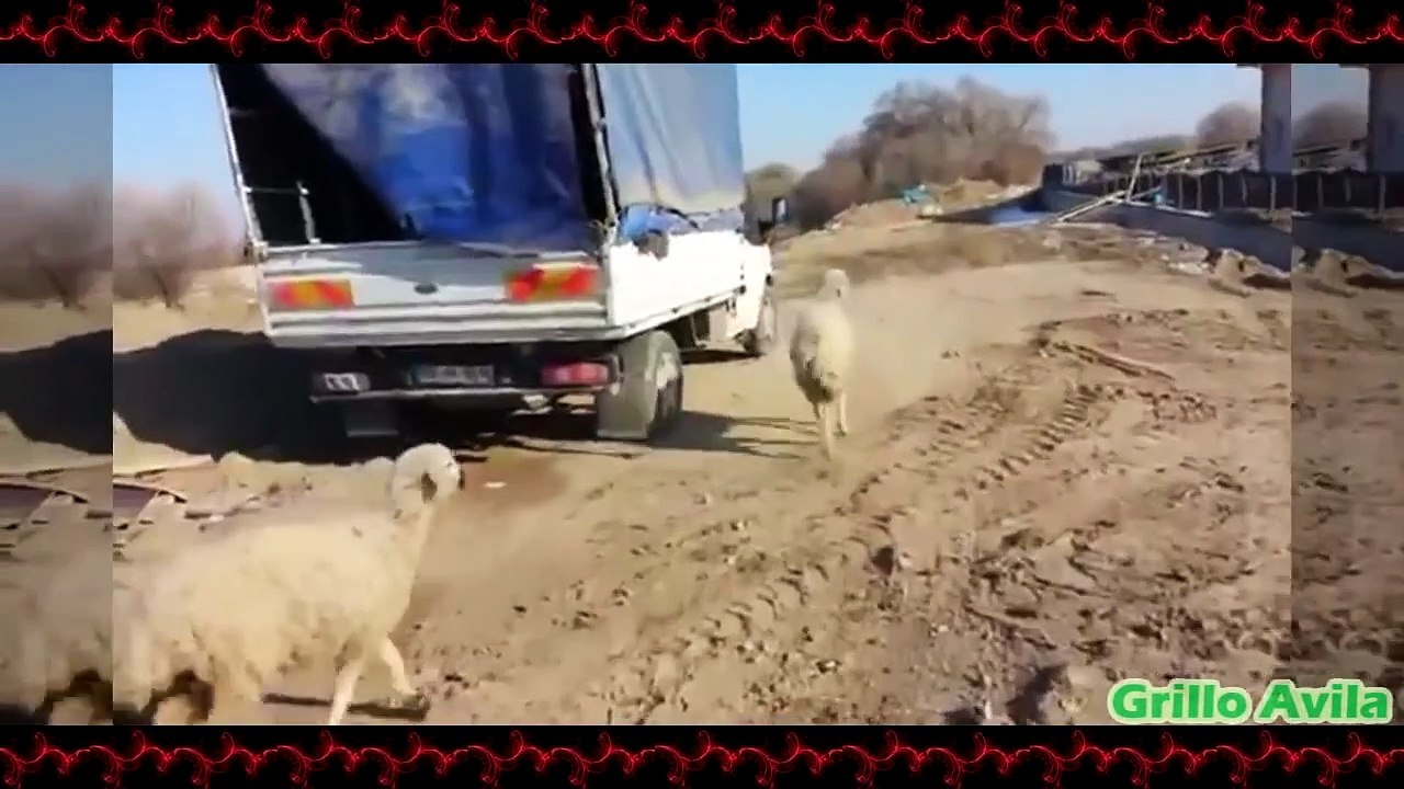 Ovejas Desquiciadas - Cabras y Ovejas Locas #8