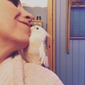 Cockatoo Imitates Owner's Kissing