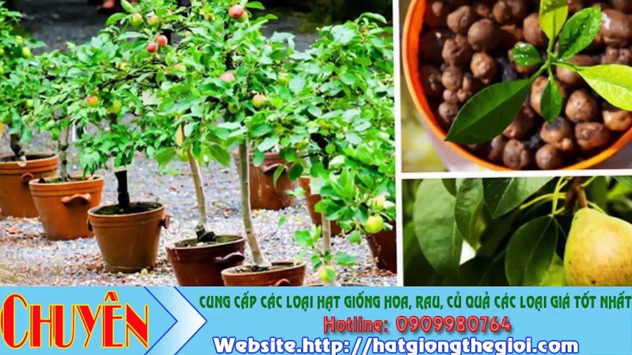 Những loại Cây Ăn Quả có thể trồng từ Hạt mà bạn nên trồng trong nhà mình