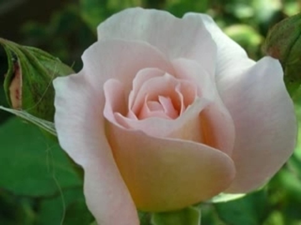 ROSES 2