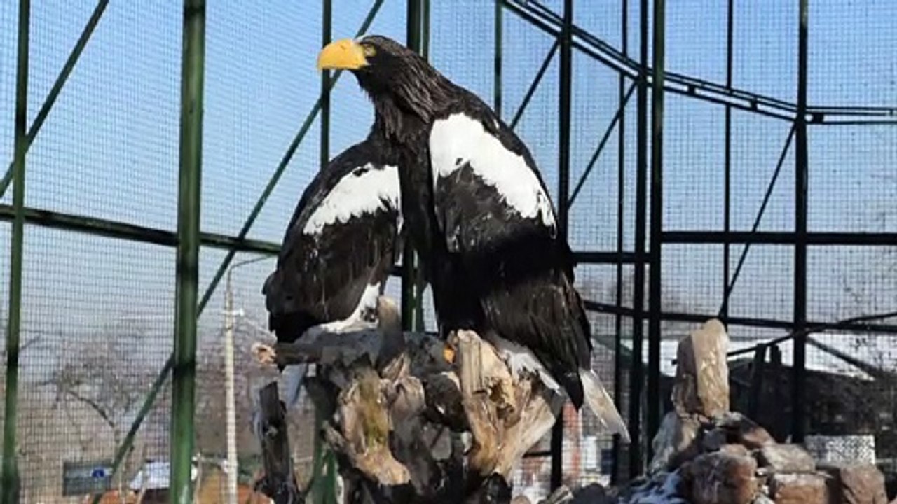 Bird In A Cage