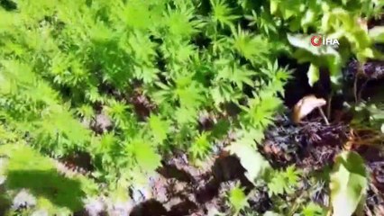 Erzincan’da 981 kök kenevir imha edildi