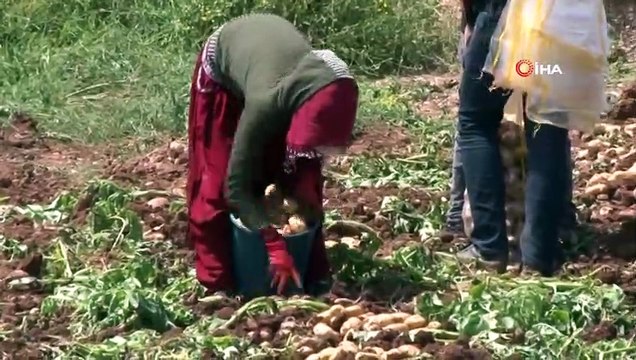Başak Toplayarak Hem Ailesini Geçindiriyor Hem Okul Harçlığını Çıkartıyor