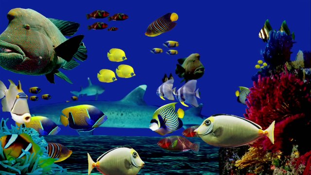 Hans Hass et Jacques-Yves Cousteau