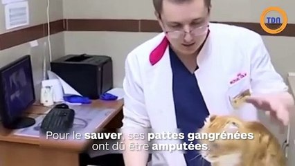 Ce chat survivant est le premier au monde a avoir des prothèses au bout des 4 pattes !