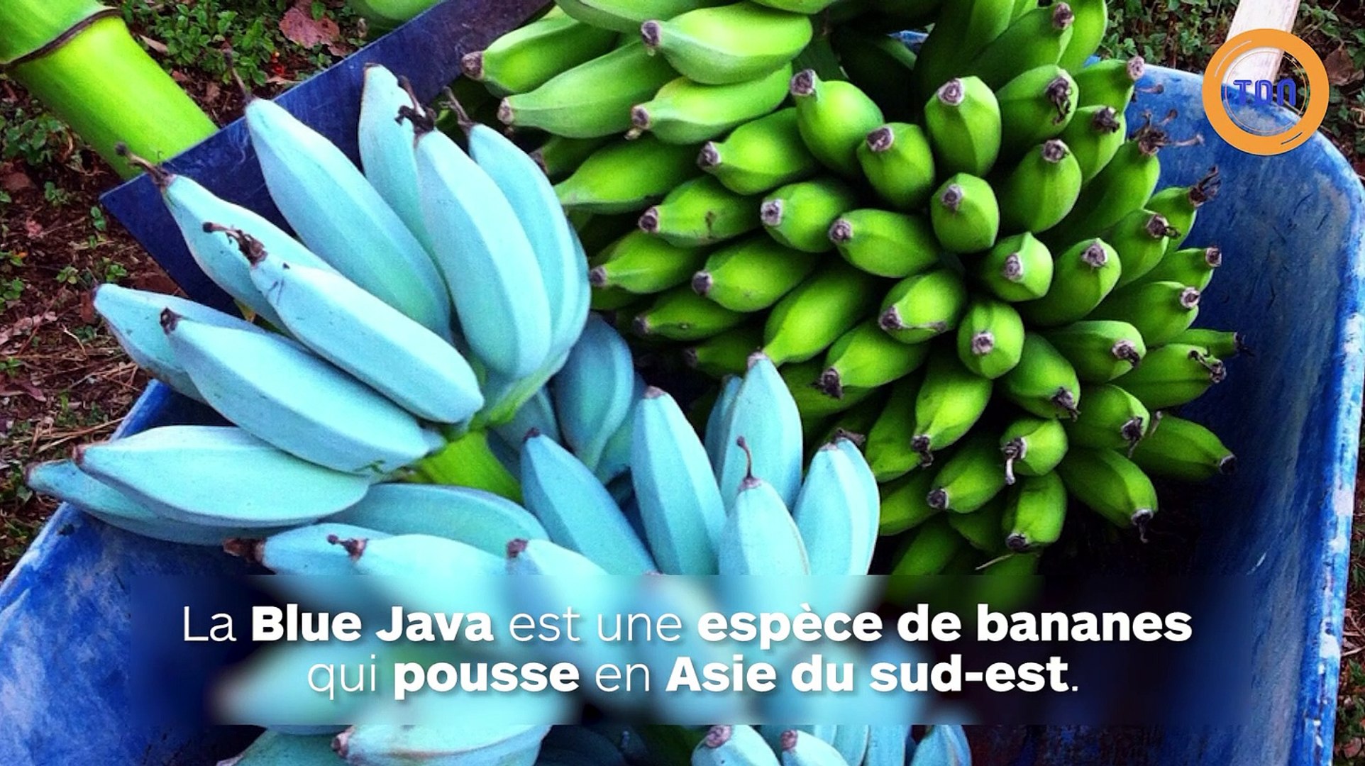 Découvrez les bananes bleues de Java, au goût de glace à la vanille ! -  Vidéo Dailymotion