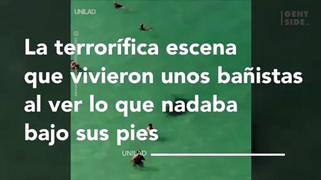 La terrorífica escena que vivieron unos bañistas al ver lo que nadaba bajo sus pies