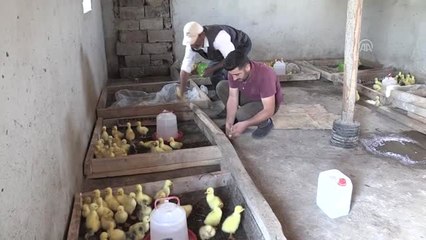 Kaz çiftliği hayalini devlet desteğiyle gerçekleştirdi