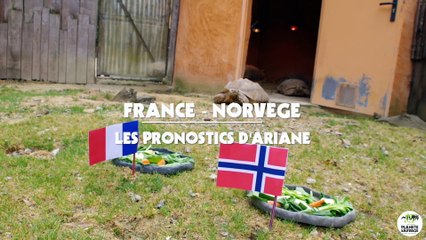 La tortue Ariane, pensionnaire du parc Planète Sauvage, livre ses pronostics pour le match France-Norvège du 12 juin