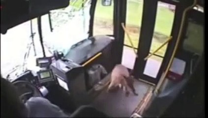 Caught on Camera_ Animals Crash Compilation 2014 ( 360 X 640 )