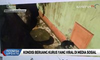 Viral Beruang Madu Bertubuh Kurus, BKSDA Usut Pola Perawatan