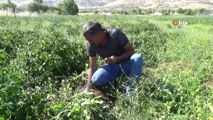Patates fiyatlarına kızdı, kiraladığı tarlaya patates ekti