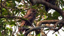 A family of Spotted Owlet sitting atop a tree branch in the Sundarbans
