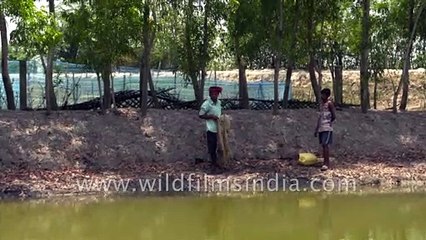 Learn how to fish from the fishermen of the highly endangered Sundarbans