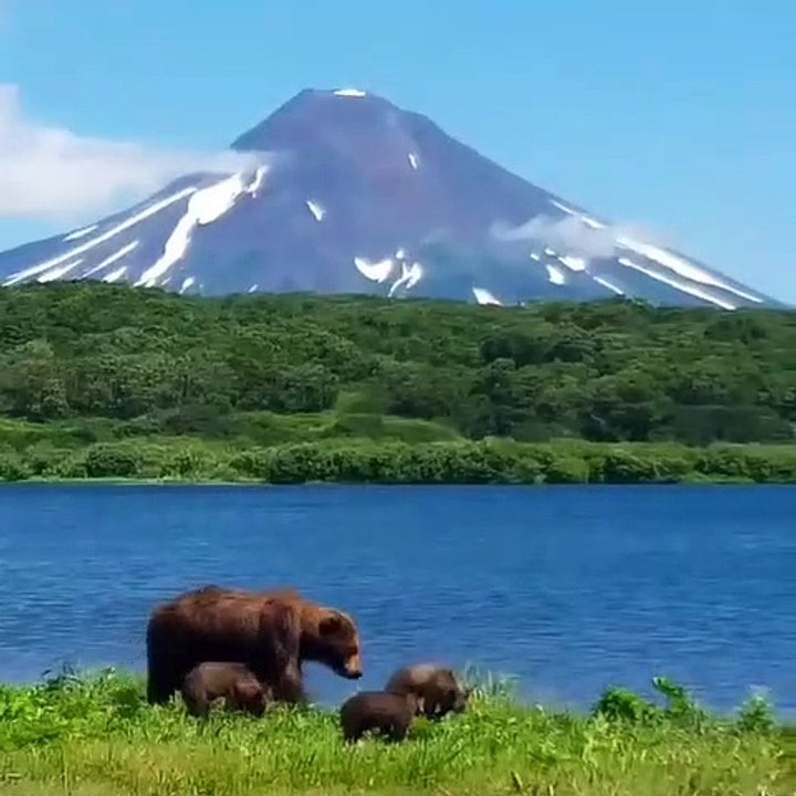 Quand maman ours se promène avec ses petits, voici ce que ça donne !