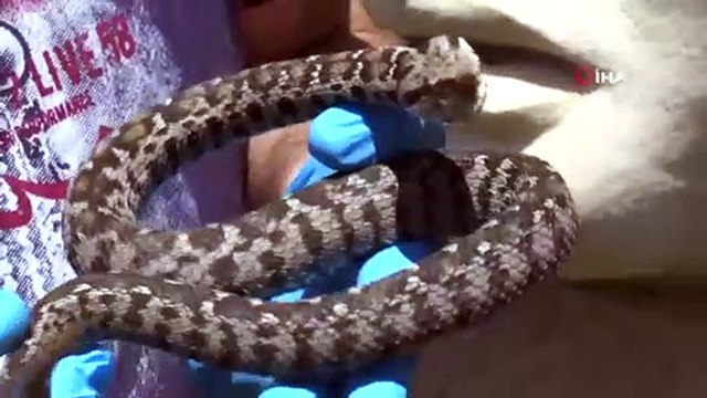 Nesli Tehlikede Olan Yılan Nemrut Dağı’nda Görüldü