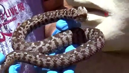 Nesli Tehlikede Olan Yılan Nemrut Dağı’nda Görüldü