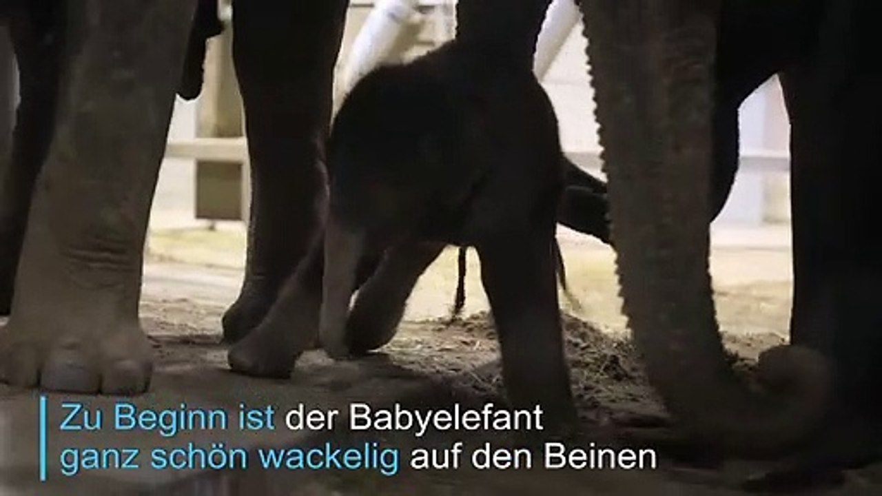 Video zeigt Elefantengeburt in belgischem Zoo