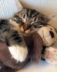 Ce chaton est très attaché à son doudou. Si mignon !