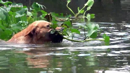 Golden retriever helps to collect rubbish floating in Thai river