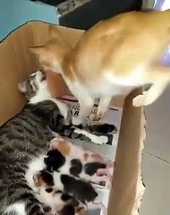 Lorsque toute la famille de Chats est là et tout le monde est propre. Trop cute !