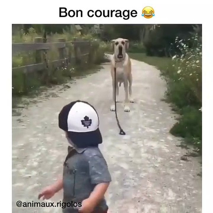 Quand un chien promène un petit garçon. Trop marrant !