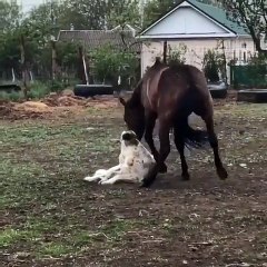 Ce chien veut impérativement jouer avec une jument. Adorable !