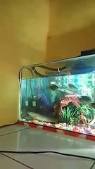 Les poissons peuvent-ils sauter en dehors de leur aquarium ?!?