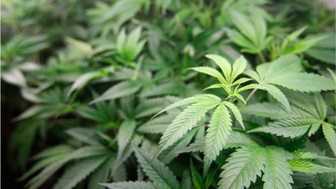 You can now get a degree in marijuana, so it's time to deal with the lives ruined by weed convictions