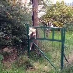 Ce chaton brave tout les dangers pour pouvoir garder son jouet !