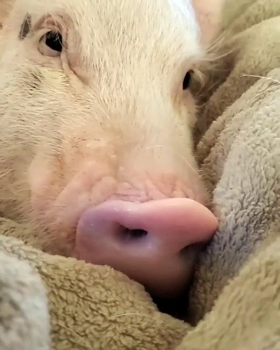 Ce cochon ne veux pas qu'on le filme quand il dort. Trop cute !