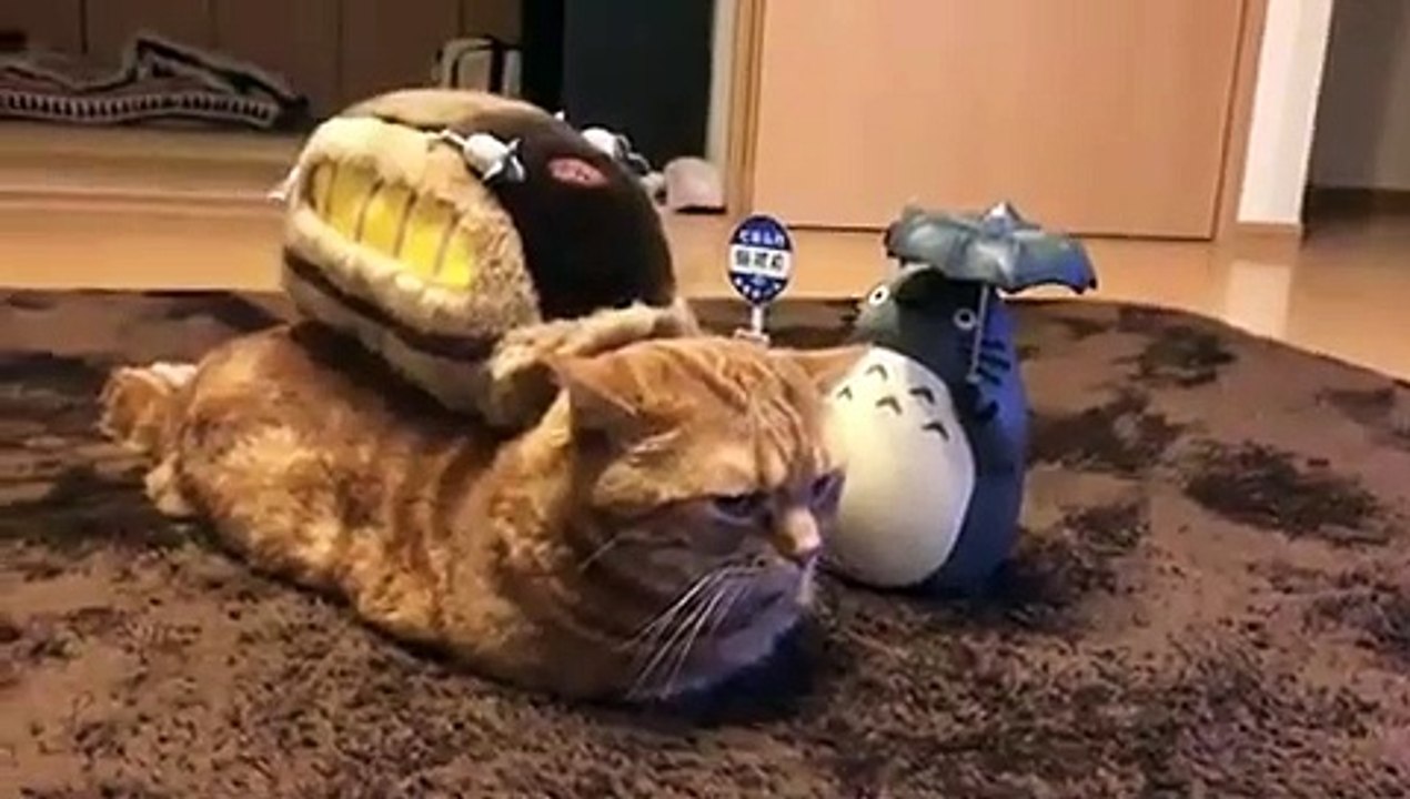 Ce chat aristocratique n’aime pas qu'on le dérange. Trop marrant !