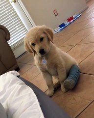 Ce chiot est tellement mignon avec son plâtre !