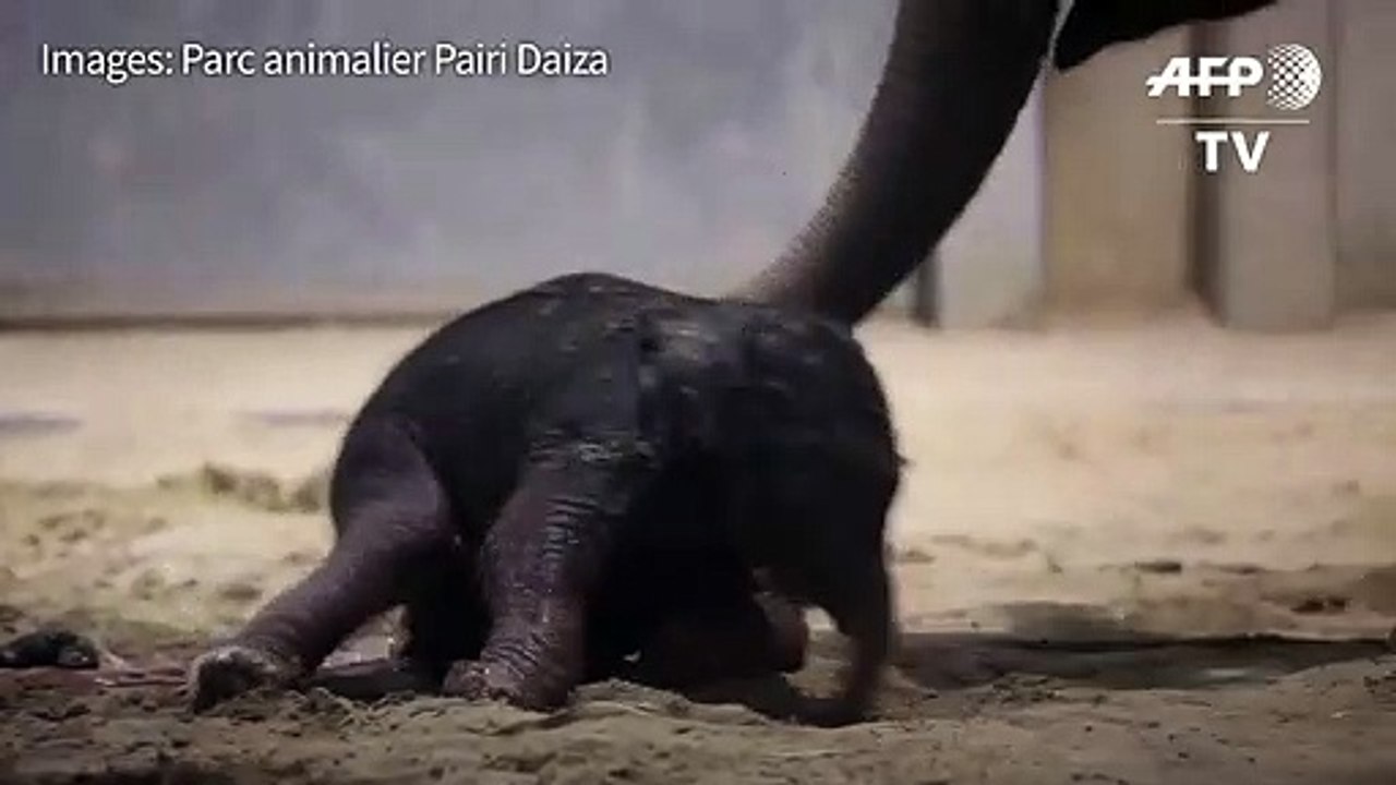 Naissance d'un bébé éléphant dans un zoo belge