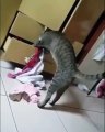 Quand on attrape son chat entrain de sortir tous les sous vêtements du tiroir. Drôle et Adorable !