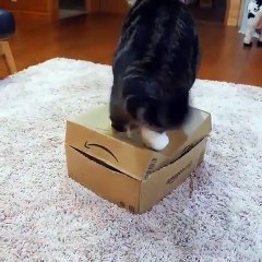 Ce gros chat n'est pas du tout content d'avoir de la compagnie. Marrant !