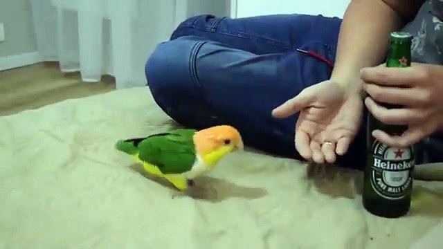 Une perruche ramène le décapsuleur pour ouvrir une bouteille de bière