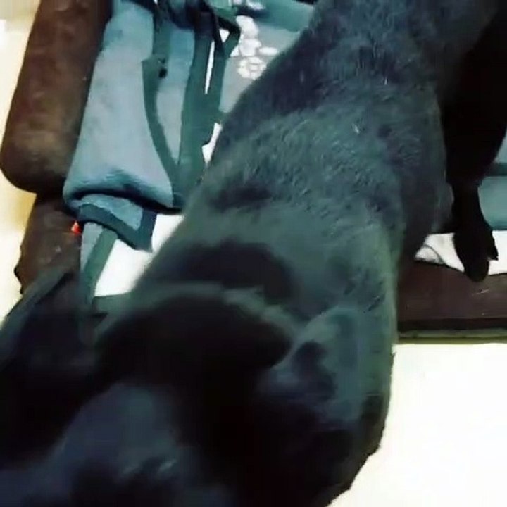 Cette chienne entièrement recouverte d'une magnifique fourrure noire est très élégante. Admirez la !