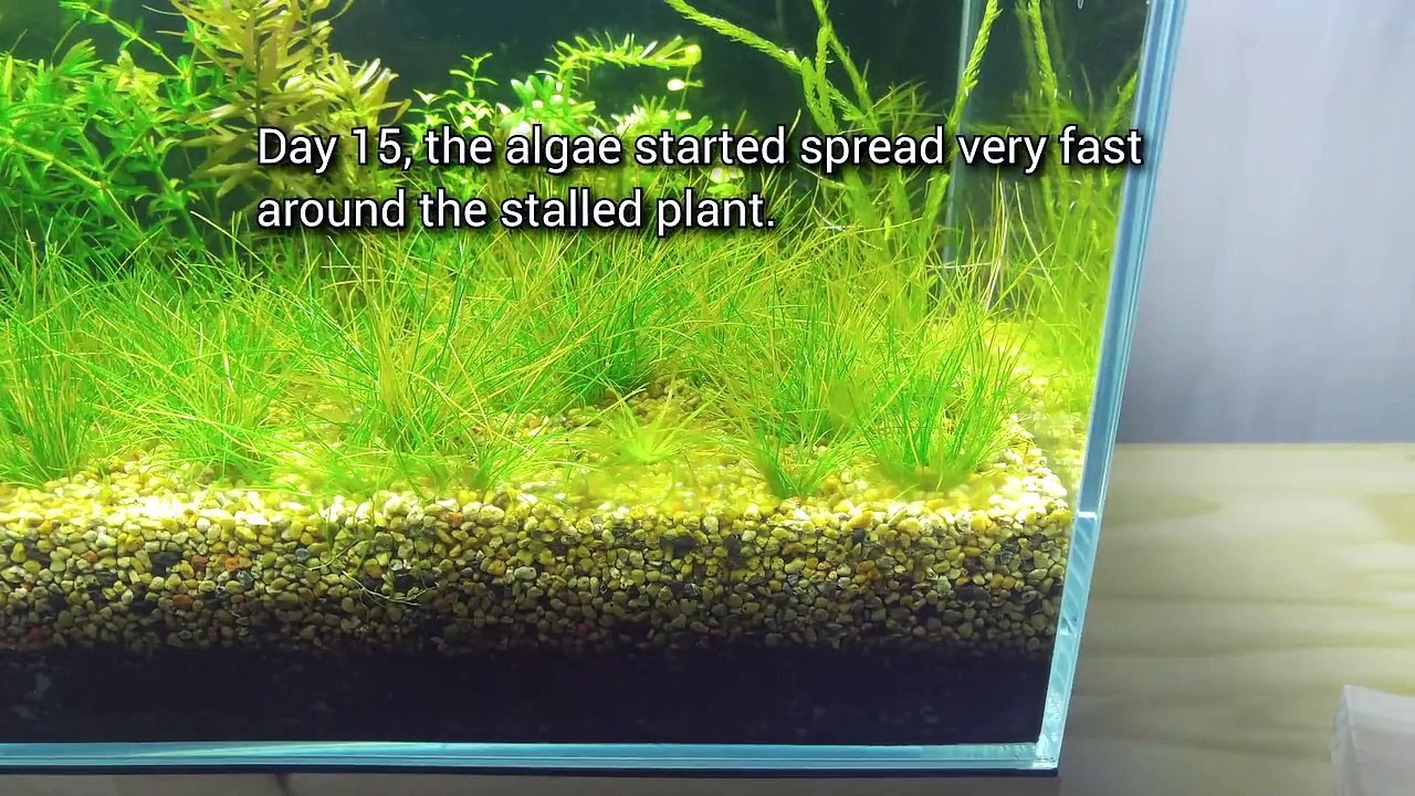 2 Months Update - NO filter, NO CO2, NO Ferts 5 Gallon Nano Tank (Surprise Hitchhiker) Time Lapse