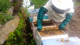 Arı Aktarma İşlemi (Arı Kovanı Değiştirme)